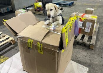 Secuestran el primer gran cargamento de hachís de la Argentina: 17 kilos escondidos en una aspiradora