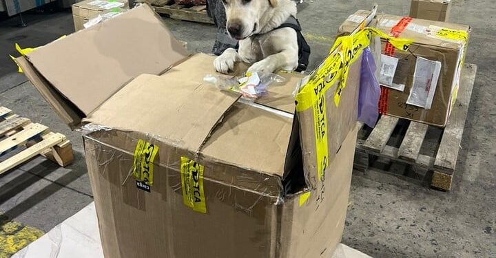 Secuestran el primer gran cargamento de hachís de la Argentina: 17 kilos escondidos en una aspiradora