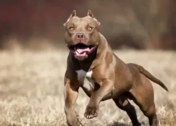 Pitbull atacó a empleada policial en Madryn