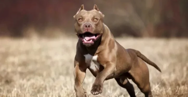 Pitbull atacó a empleada policial en Madryn