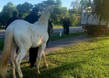 Intenso operativo policial por animales sueltos en el Valle de Lerma