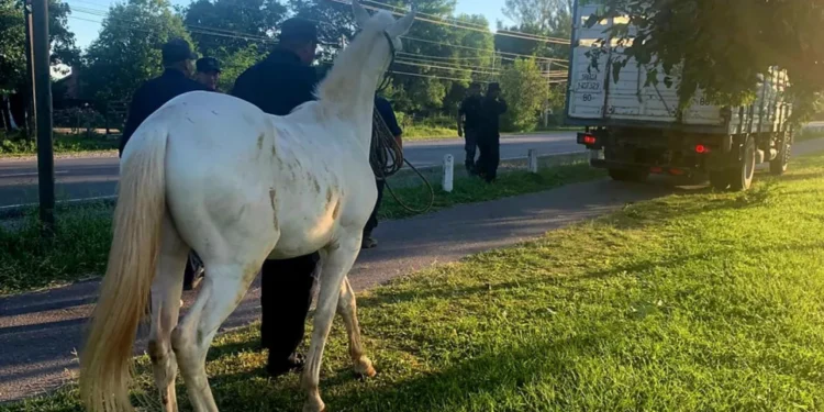 Intenso operativo policial por animales sueltos en el Valle de Lerma