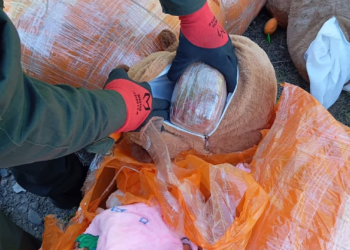 Detuvieron en Catamarca a una mujer que trasladaba más de 50 kilos de droga ocultos en peluches de carpinchos